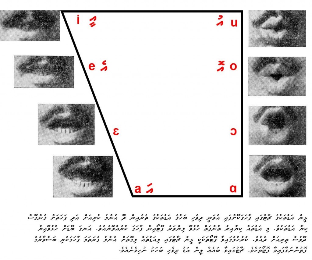 lip position for cardinal vowels