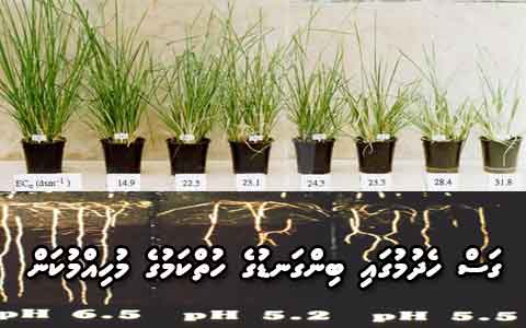Ph and plant growth