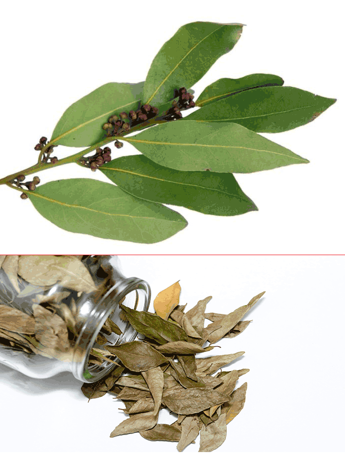 Bayleaves-700×525