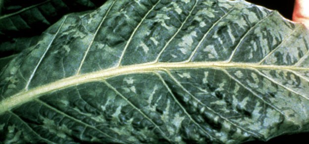 tobaccomosaic
